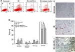 CD274 (PD-L1, B7-H1) Antibody in Immunohistochemistry (IHC)