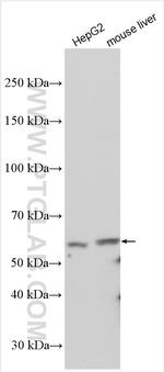 SPTLC3 Antibody in Western Blot (WB)