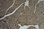 LIPH Antibody in Immunohistochemistry (Paraffin) (IHC (P))