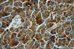 LIPH Antibody in Immunohistochemistry (Paraffin) (IHC (P))