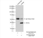 TFB1M Antibody in Immunoprecipitation (IP)