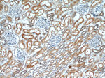 OTUD7B Antibody in Immunohistochemistry (Paraffin) (IHC (P))