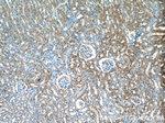 OTUD7B Antibody in Immunohistochemistry (Paraffin) (IHC (P))