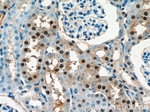 OTUD7B Antibody in Immunohistochemistry (Paraffin) (IHC (P))