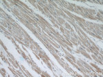 OTUD7B Antibody in Immunohistochemistry (Paraffin) (IHC (P))