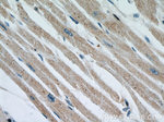 OTUD7B Antibody in Immunohistochemistry (Paraffin) (IHC (P))