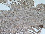OTUD7B Antibody in Immunohistochemistry (Paraffin) (IHC (P))
