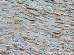 OTUD7B Antibody in Immunohistochemistry (Paraffin) (IHC (P))