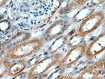 OTUD7B Antibody in Immunohistochemistry (Paraffin) (IHC (P))