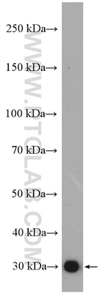 APOF Antibody in Western Blot (WB)
