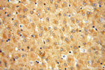 APOF Antibody in Immunohistochemistry (Paraffin) (IHC (P))