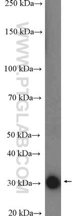 APOF Antibody in Western Blot (WB)