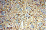 MRPL46 Antibody in Immunohistochemistry (Paraffin) (IHC (P))