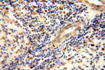MRPL46 Antibody in Immunohistochemistry (Paraffin) (IHC (P))