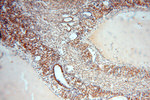 MRPL46 Antibody in Immunohistochemistry (Paraffin) (IHC (P))