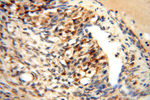 MRPL46 Antibody in Immunohistochemistry (Paraffin) (IHC (P))