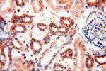 MRPL46 Antibody in Immunohistochemistry (Paraffin) (IHC (P))