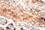 MRPL46 Antibody in Immunohistochemistry (Paraffin) (IHC (P))
