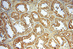 MRPL46 Antibody in Immunohistochemistry (Paraffin) (IHC (P))
