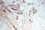 MRPL46 Antibody in Immunohistochemistry (Paraffin) (IHC (P))
