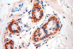 MRPL46 Antibody in Immunohistochemistry (Paraffin) (IHC (P))