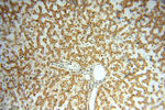 MRPL46 Antibody in Immunohistochemistry (Paraffin) (IHC (P))