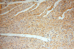 MRPL46 Antibody in Immunohistochemistry (Paraffin) (IHC (P))