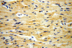 MRPL46 Antibody in Immunohistochemistry (Paraffin) (IHC (P))