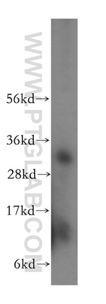 MRPL46 Antibody in Western Blot (WB)