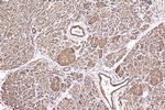 BCL2L13 Antibody in Immunohistochemistry (Paraffin) (IHC (P))