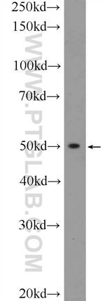 BCL2L13 Antibody in Western Blot (WB)