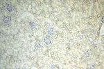 CDKN2AIP Antibody in Immunohistochemistry (Paraffin) (IHC (P))