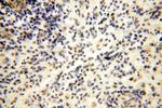 CDKN2AIP Antibody in Immunohistochemistry (Paraffin) (IHC (P))