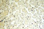 CDKN2AIP Antibody in Immunohistochemistry (Paraffin) (IHC (P))