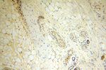 CDKN2AIP Antibody in Immunohistochemistry (Paraffin) (IHC (P))