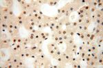 CDKN2AIP Antibody in Immunohistochemistry (Paraffin) (IHC (P))