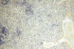 CDKN2AIP Antibody in Immunohistochemistry (Paraffin) (IHC (P))