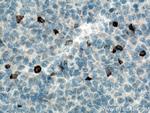 LAG-3 Antibody in Immunohistochemistry (Paraffin) (IHC (P))