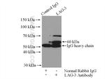 LAG-3 Antibody in Immunoprecipitation (IP)