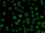 INTS3 Antibody in Immunocytochemistry (ICC/IF)