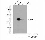 INTS3 Antibody in Immunoprecipitation (IP)