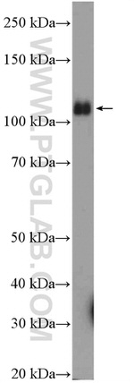 INTS3 Antibody in Western Blot (WB)