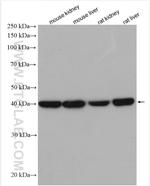 ACADS Antibody in Western Blot (WB)