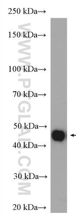 HOMER3 Antibody in Western Blot (WB)