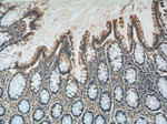 MRPL36 Antibody in Immunohistochemistry (Paraffin) (IHC (P))