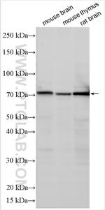 CRTAM Antibody in Western Blot (WB)