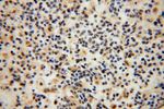 COPS7A Antibody in Immunohistochemistry (Paraffin) (IHC (P))