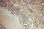 COPS7A Antibody in Immunohistochemistry (Paraffin) (IHC (P))