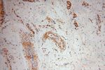 COPS7A Antibody in Immunohistochemistry (Paraffin) (IHC (P))