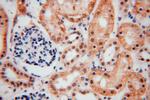 COPS7A Antibody in Immunohistochemistry (Paraffin) (IHC (P))